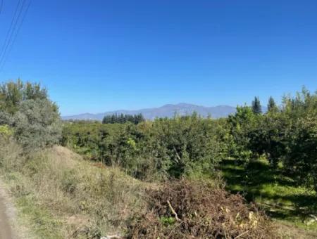 2223M2 Fields For Sale In Dalyan