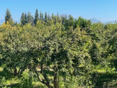 2223M2 Fields For Sale In Dalyan