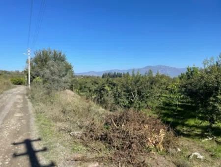 2223M2 Fields For Sale In Dalyan