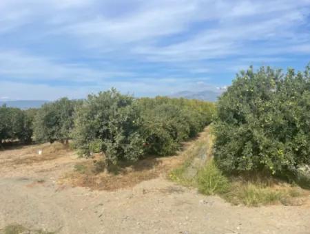 4000M2 Land For Sale Zoned In Village Built-Up Area In Tepearasin