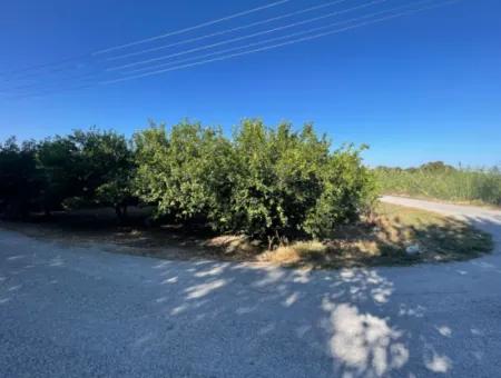 2D Lemon Orchard For Sale In Marmarli, Dalyan