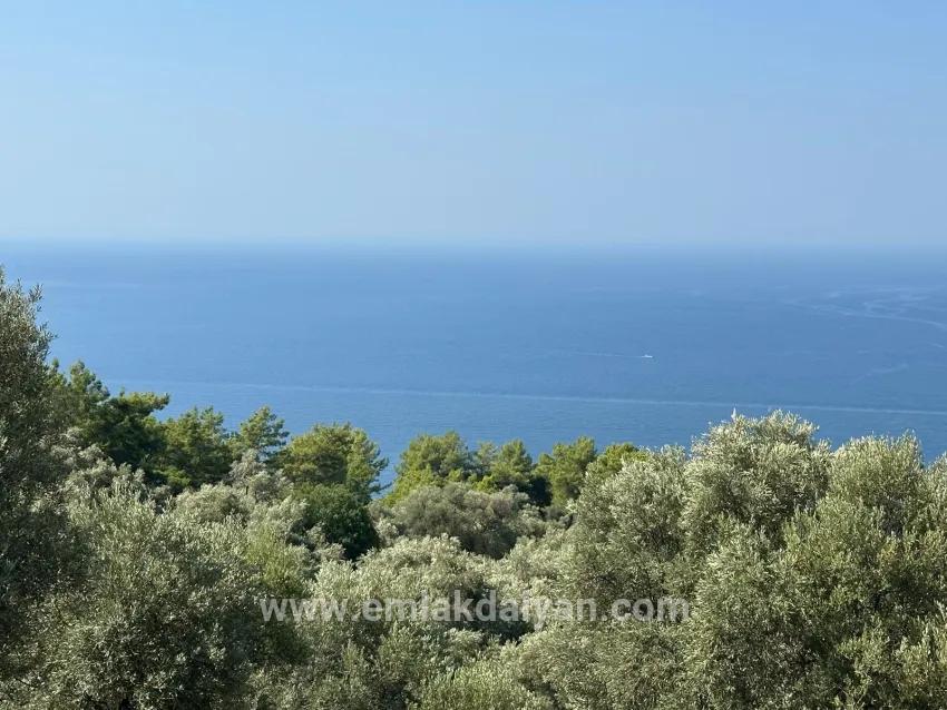 Для Продажи Поле в Çandır Köyceğiz - Под Поле застройку - 21.000 m²
