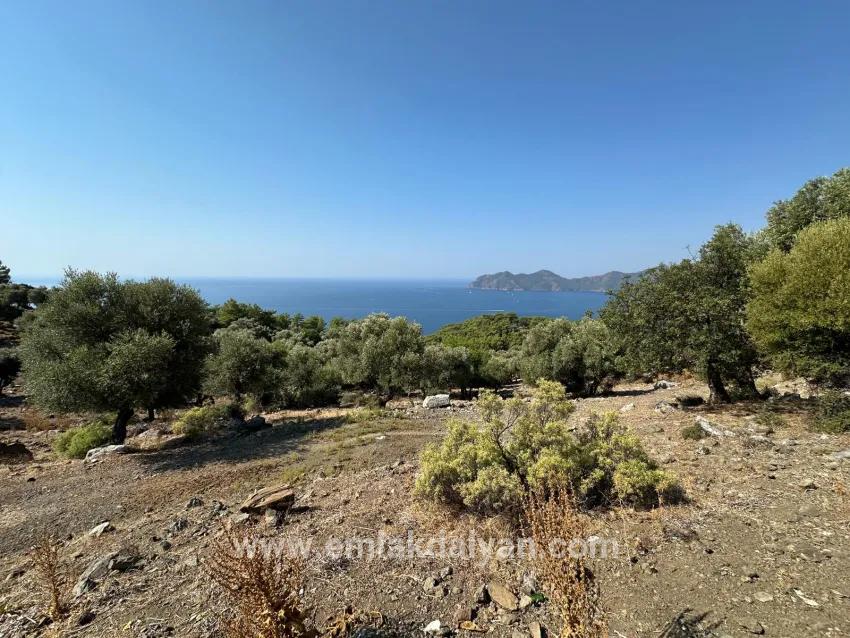 Для Продажи Поле в Çandır Köyceğiz - Под Поле застройку - 21.000 m²