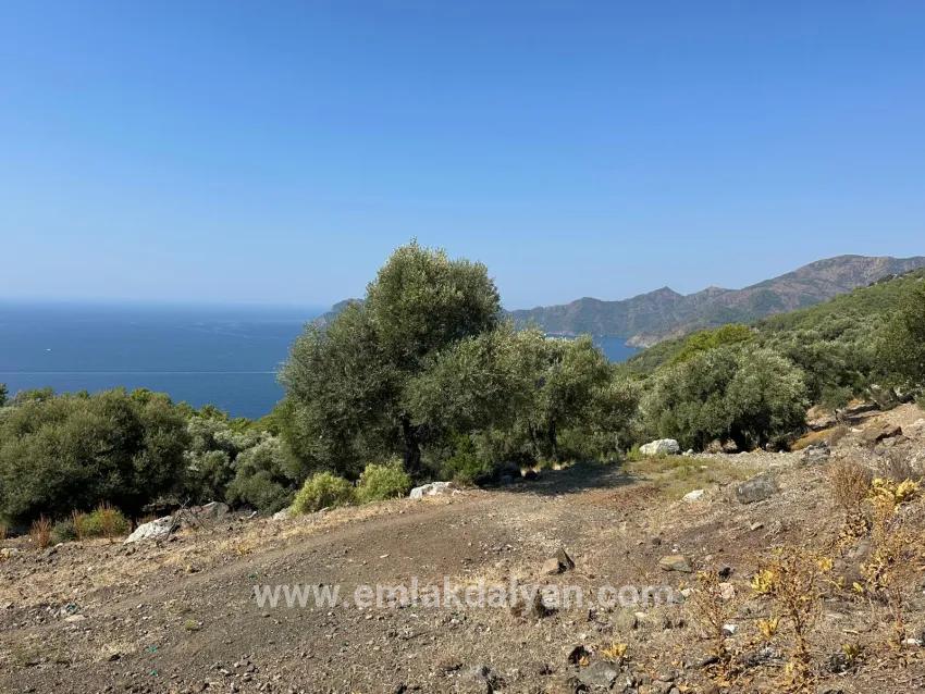 Для Продажи Поле в Çandır Köyceğiz - Под Поле застройку - 21.000 m²
