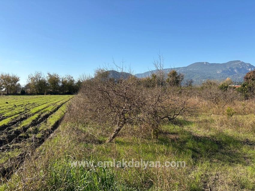 Для продажи Поле в Dalyan Ortaca - Под Поле застройку - 4.541 m²