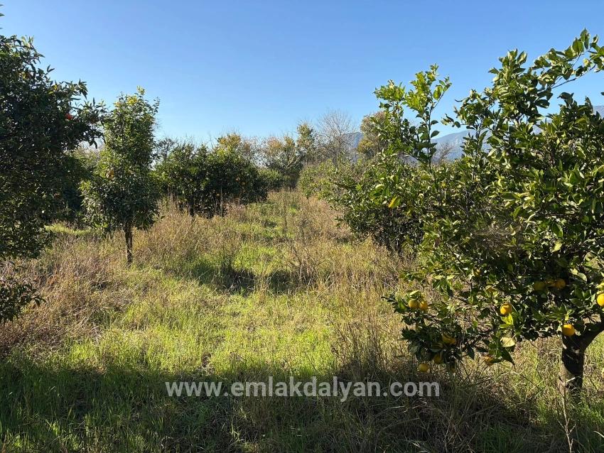 Для продажи Поле в Dalyan Ortaca - Под Поле застройку - 4.541 m²