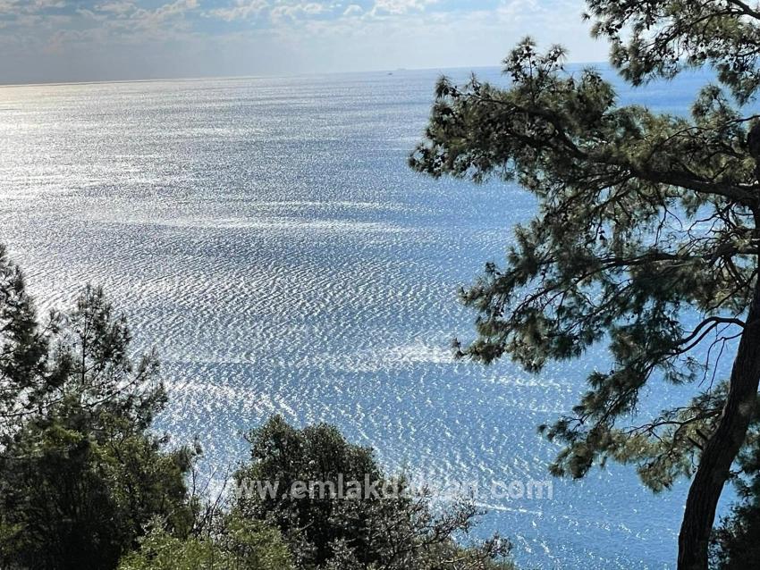 Для продажи Поле в Çandır Köyceğiz - Под Поле застройку - 20.000 m²