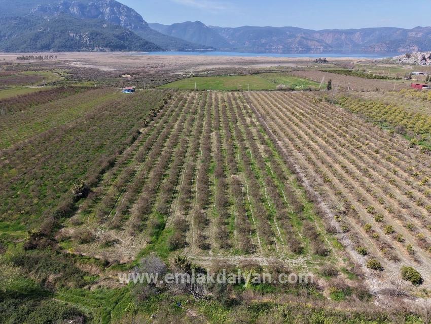 Для продажи Поле в Eskiköy Ortaca - Под Поле застройку - 16.710 m²