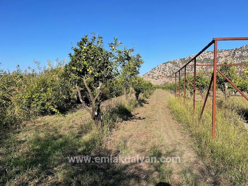 Для продажи Поле в Dalyan Ortaca - Под Поле застройку - 6.600 m²