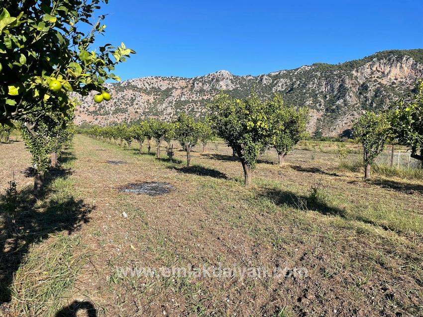 Для продажи Поле в Dalyan Ortaca - Под Поле застройку - 6.600 m²