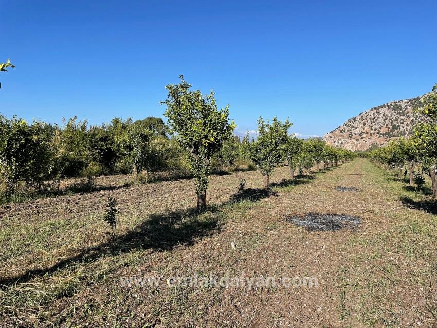 Для продажи Поле в Dalyan Ortaca - Под Поле застройку - 6.600 m²