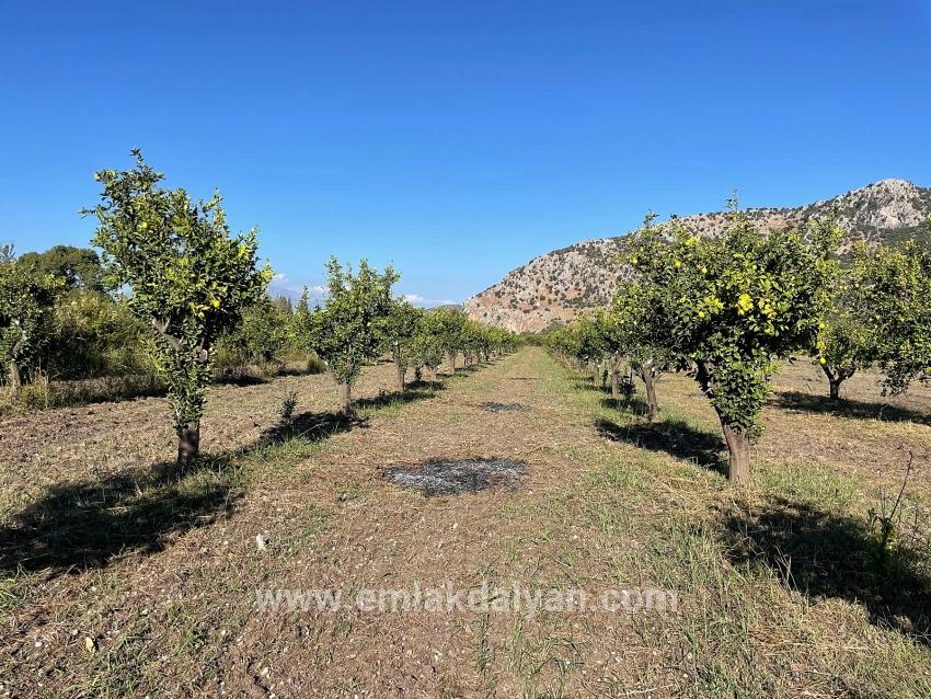Для продажи Поле в Dalyan Ortaca - Под Поле застройку - 6.600 m²