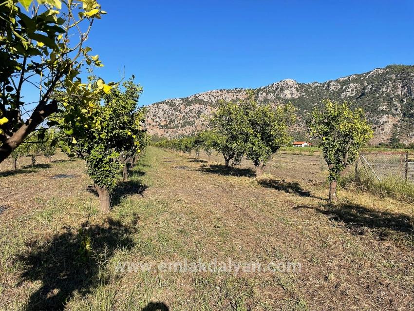 Для продажи Поле в Dalyan Ortaca - Под Поле застройку - 6.600 m²