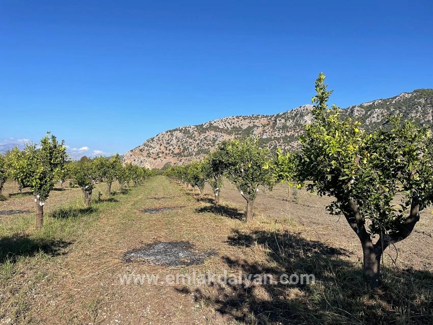 Для продажи Поле в Dalyan Ortaca - Под Поле застройку - 6.600 m²