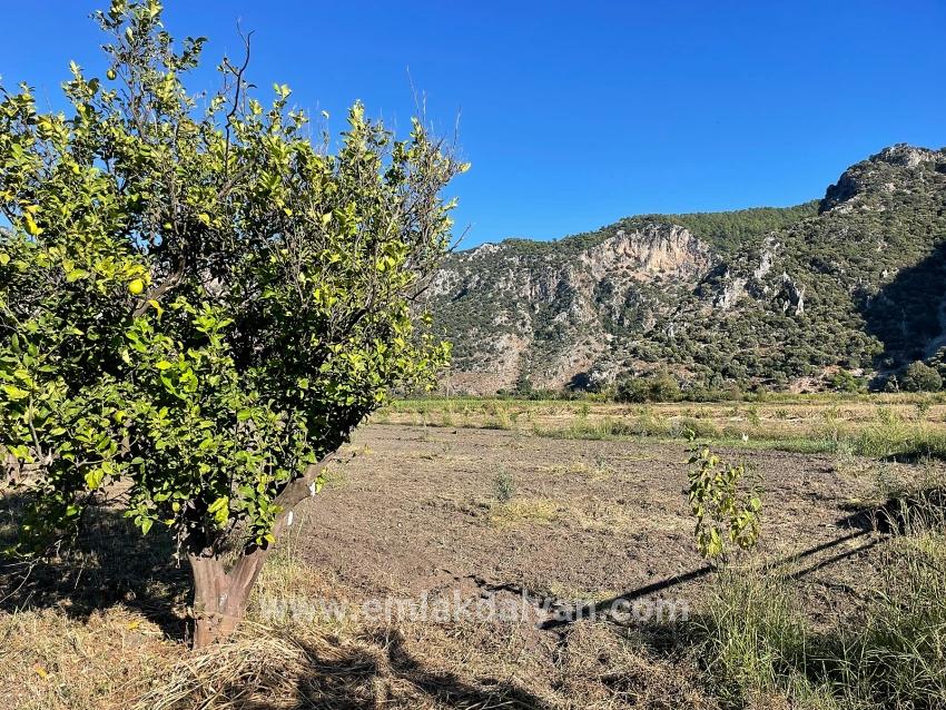 Для продажи Поле в Dalyan Ortaca - Под Поле застройку - 6.600 m²