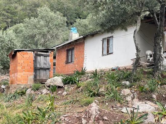 Köyceğiz Ekincik масличный сад с видом на море 7.000m2 2b на продажу