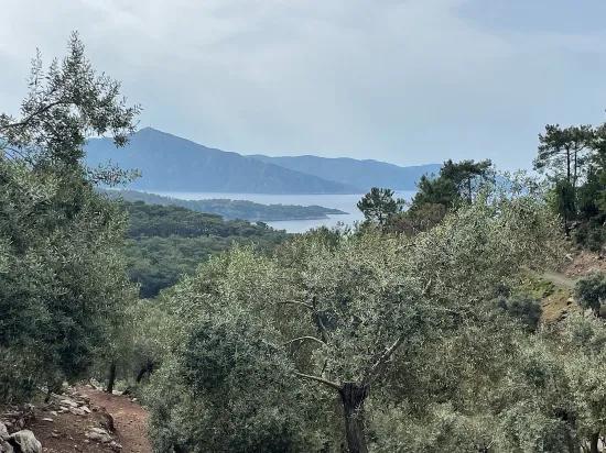 Köyceğiz Ekincik масличный сад с видом на море 7.000m2 2b на продажу