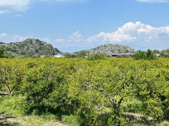 Продается Земельный Участок Площадью 5100 М² В Дальяне, Район Мараш, С Зонированием Под Жилую Застройку На 5%.