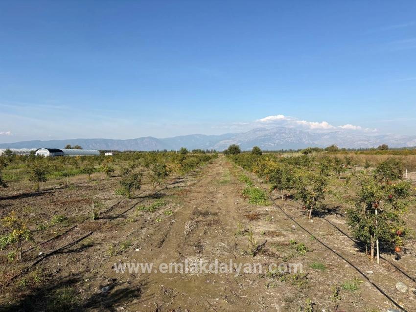 Ortaca Eskiköy Mah. Satılık Tarla - Tarla İmar Durumlu - 21.500 m²