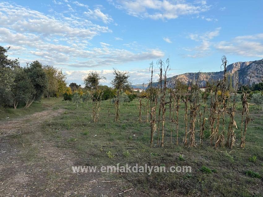 Dalyan'da 7.450m2 %5 İmarlı Satılık Arsa