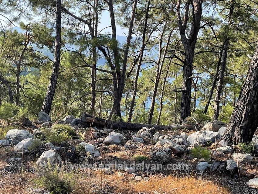 Köyceğiz Çandır Mah. Satılık Tarla - Konut İmar Durumlu - 10.481 m²