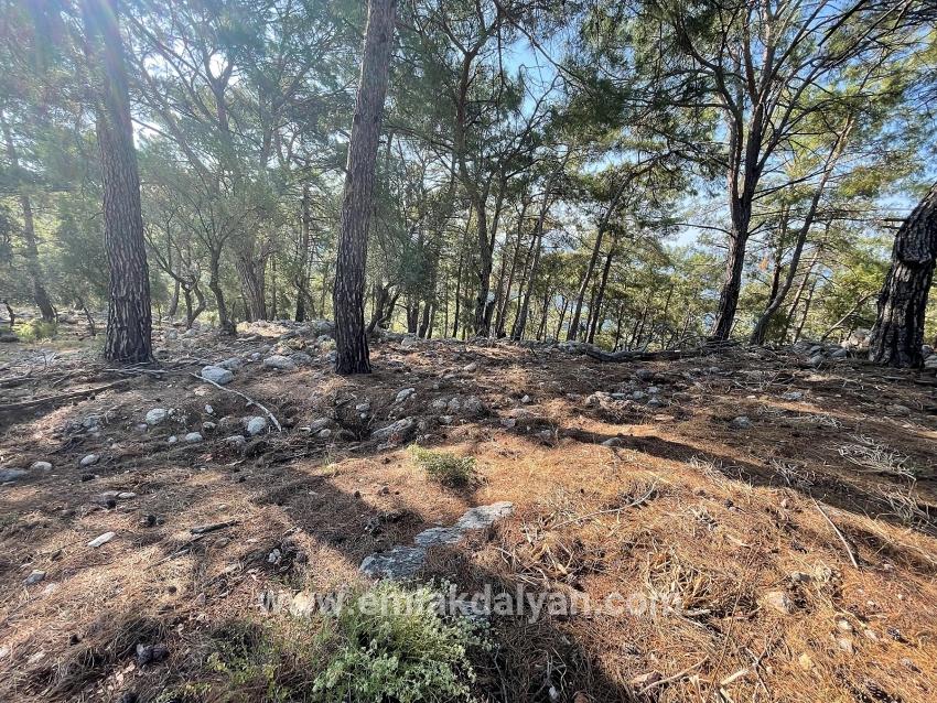 Köyceğiz Çandır Mah. Satılık Tarla - Konut İmar Durumlu - 10.481 m²