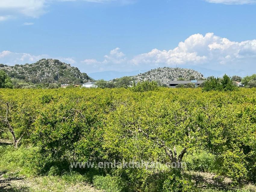 Dalyan Maraş Mevkiinden 5,100m2 %5 Konut İmarlı Satılık Arsa
