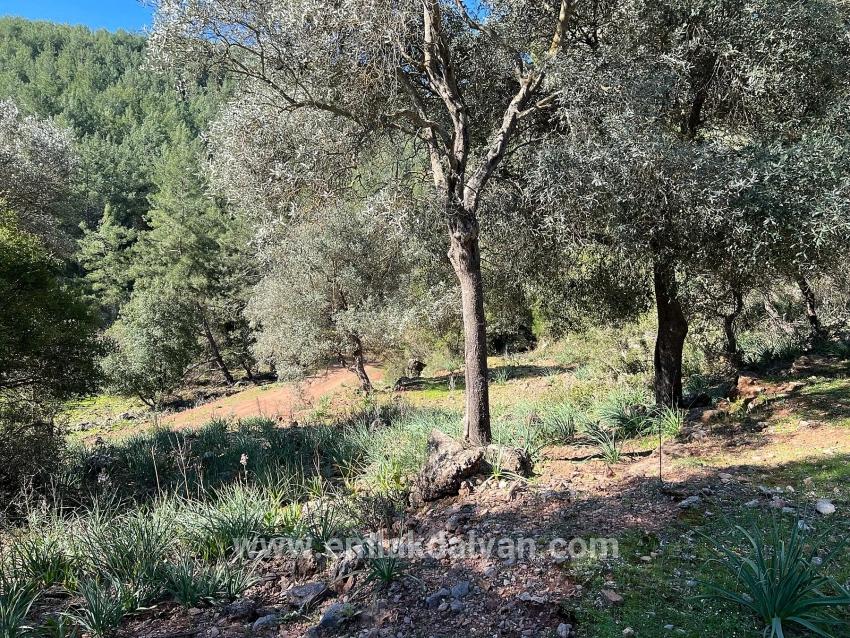 Ortaca Gökbel Mah. Satılık Tarla - Tarla İmar Durumlu - 24.163 m²