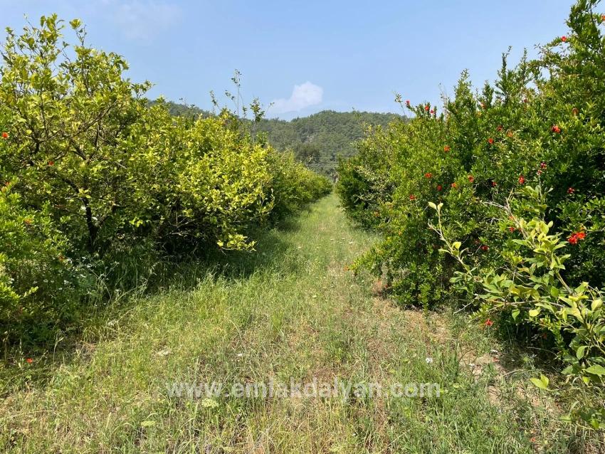 Ortaca Gökbel Mah. Satılık Tarla - Konut İmar Durumlu - 7.800 m²
