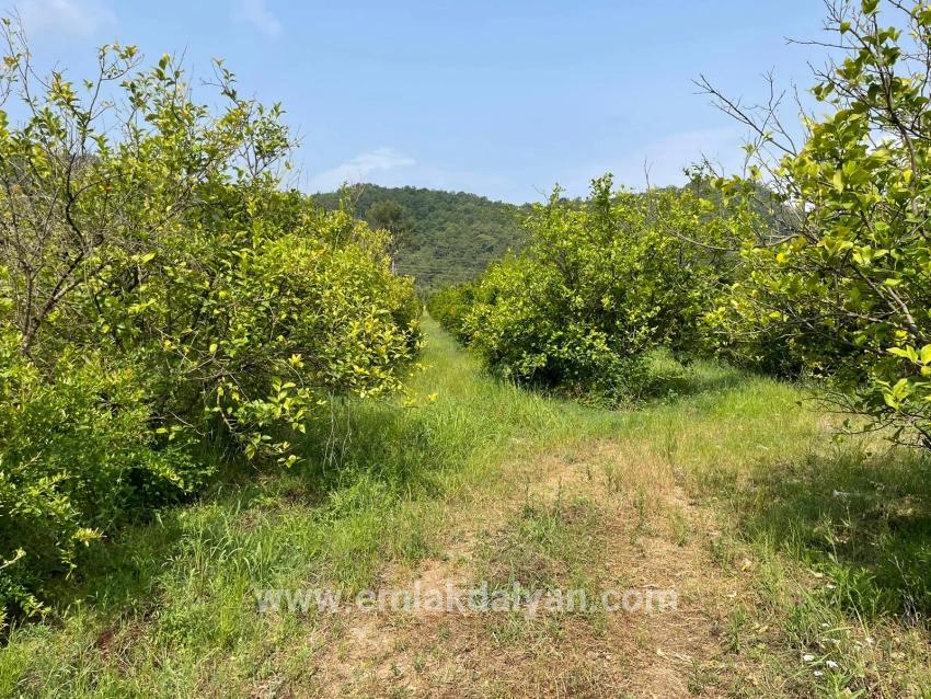 Ortaca Gökbel Mah. Satılık Tarla - Konut İmar Durumlu - 7.800 m²
