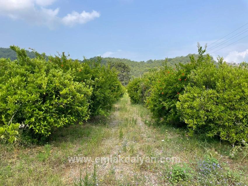 Ortaca Gökbel Mah. Satılık Tarla - Konut İmar Durumlu - 7.800 m²