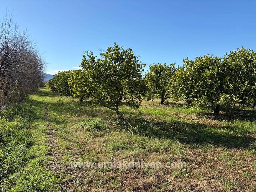 Ortaca Dalyan Mah. Satılık Tarla - Tarla İmar Durumlu - 16.500 m²
