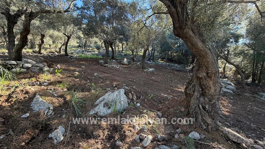 Çandır'da Full Deniz Manzaralı 5715m2 Satılık 2b Tarla