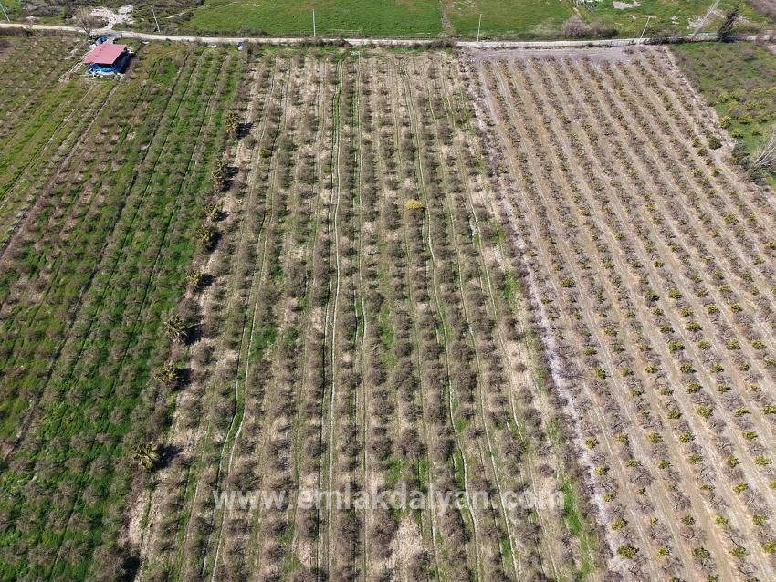 Eskiköy'de Göl Manzaralı 16.710m2 Satılık Nar Bahçesi