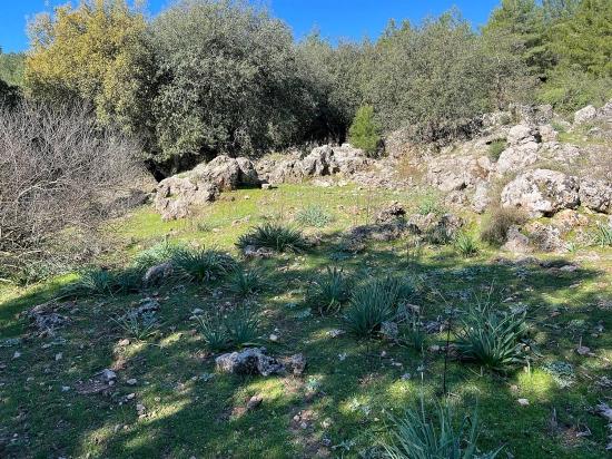 Gökbel'de Doğa Ve Orman İçerisinde Satılık Tarla