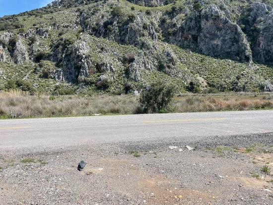 Dalyan İztuzu Plaj Yoluna Sıfır 19.600m2 Satılık Tarla