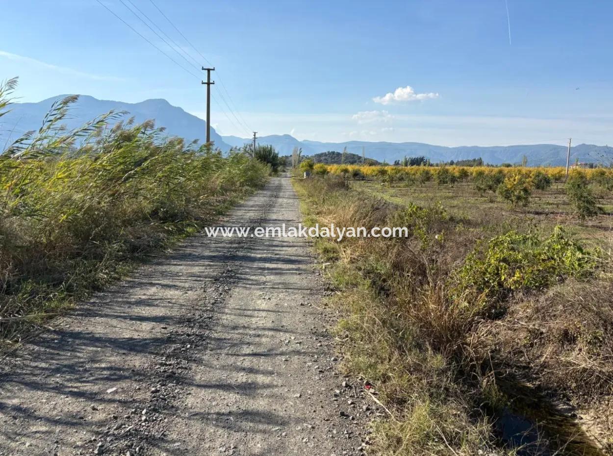 Eskiköyde 21500M2 Nar Bahçesi Satılık