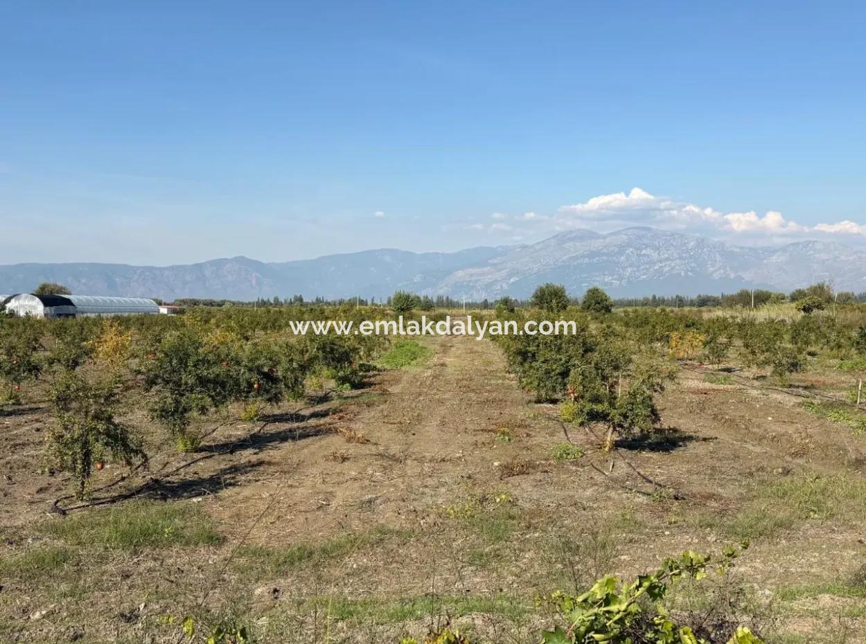 Eskiköy'de 21500M2 Satılık Nar Bahçesi