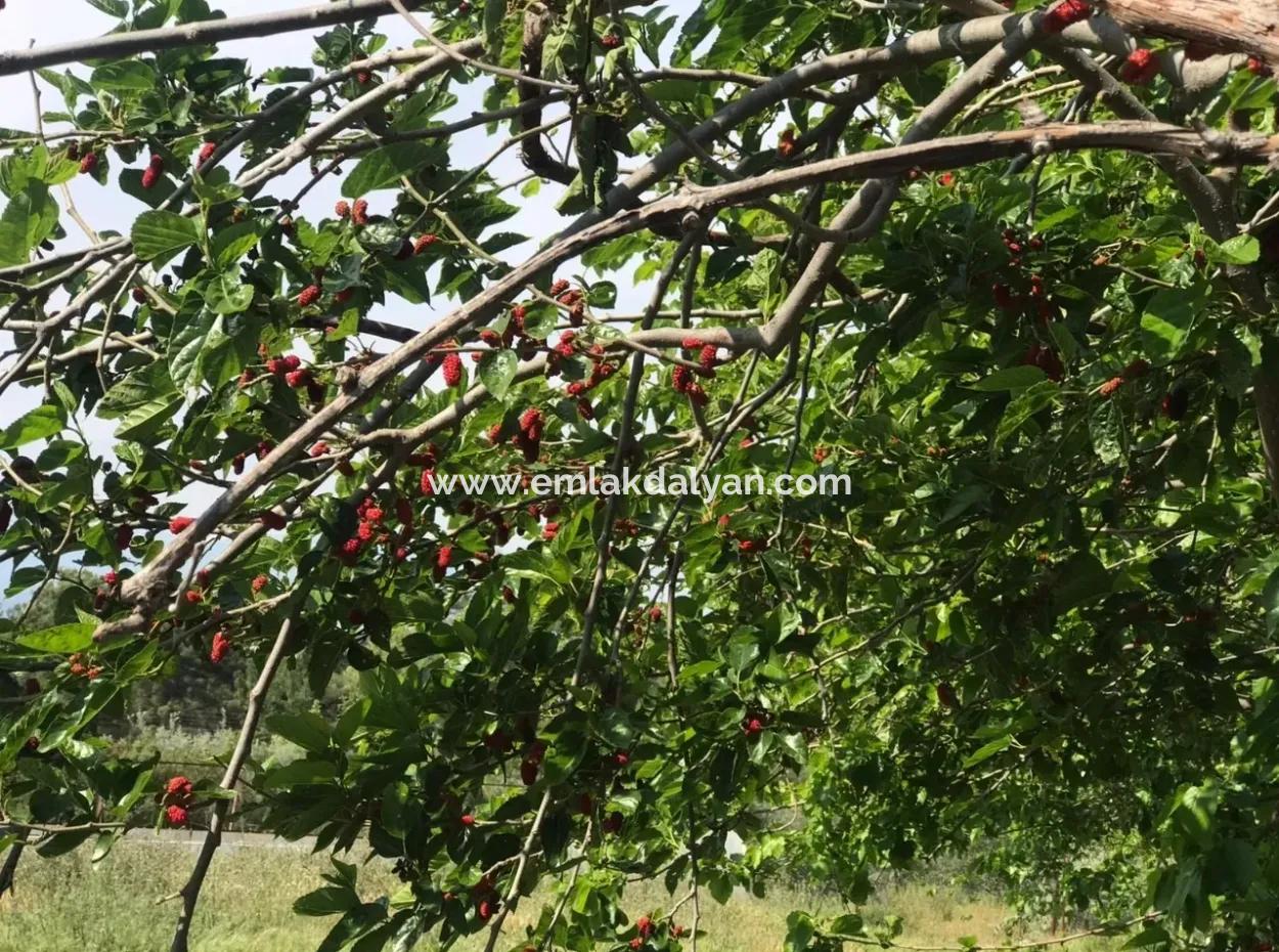 Seydikemer Korubükün Satılık 76000M2 Ciftlik Arazisi