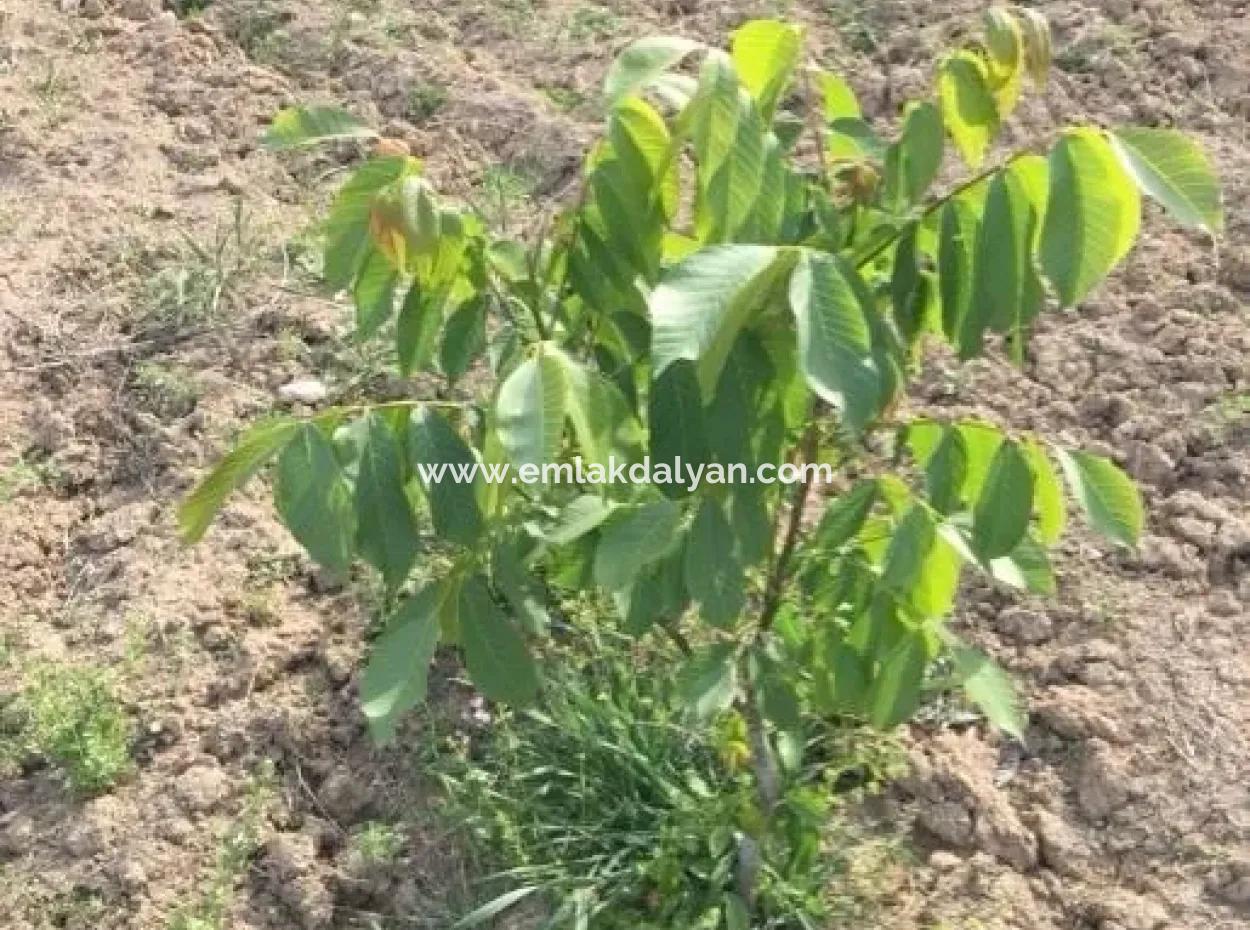 Çameli Satılık Arsa Bıcakcı Yoluna Sıfır Satılık 1562M2 Arsa