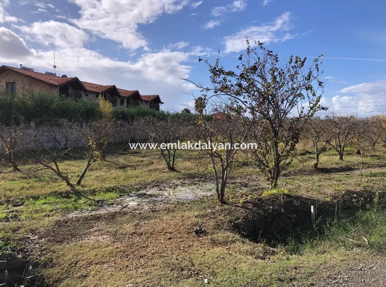 Dalyan Satılık Arazi İztuzu Yollu Üzerinde 24,000M2 Satılık Nar Bahçesi