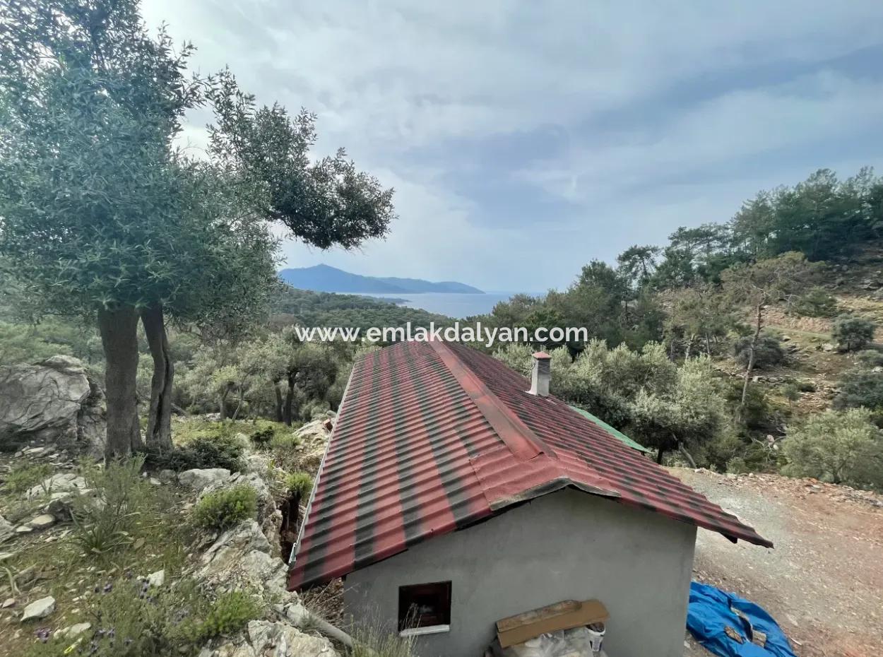 Ekincikde Deniz Manzaralı Zeytin Evi Satılıktır
