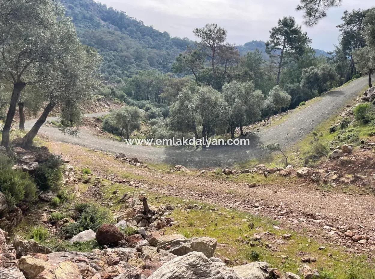 Ekincikde Deniz Manzaralı Zeytin Evi Satılıktır