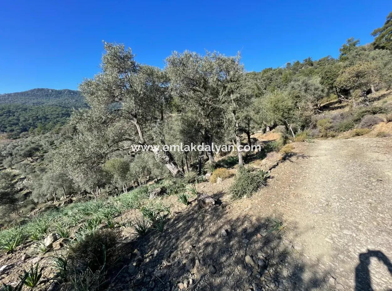 Çandır'da Deniz Ve Göl Manzaralı 950M2 Satılık 2B Tarlası