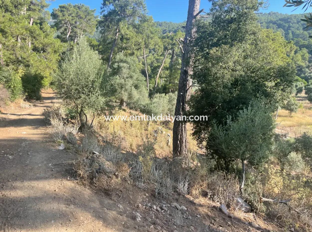 Çandır Merkezde Ormana Sıfır 1,320M2 Satılık Tarla