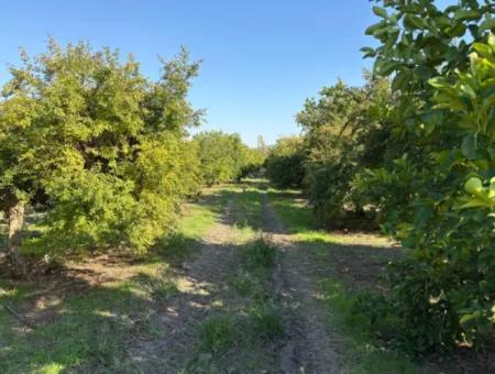 Eskiköyde 6150M2 Limon Ve Nar Bahçesi Satılıktır