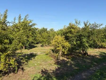 Eskiköyde 6150M2 Limon Ve Nar Bahçesi Satılıktır
