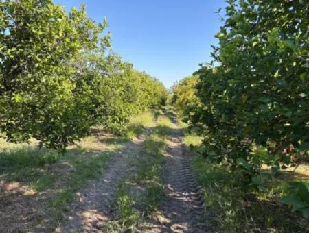 Eskiköyde 6150M2 Limon Ve Nar Bahçesi Satılıktır