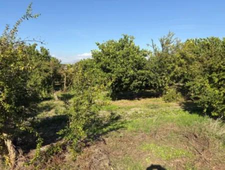 Eskiköyde 6150M2 Limon Ve Nar Bahçesi Satılıktır
