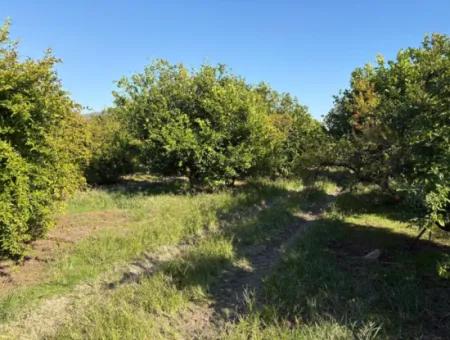 Eskiköyde 6150M2 Limon Ve Nar Bahçesi Satılıktır